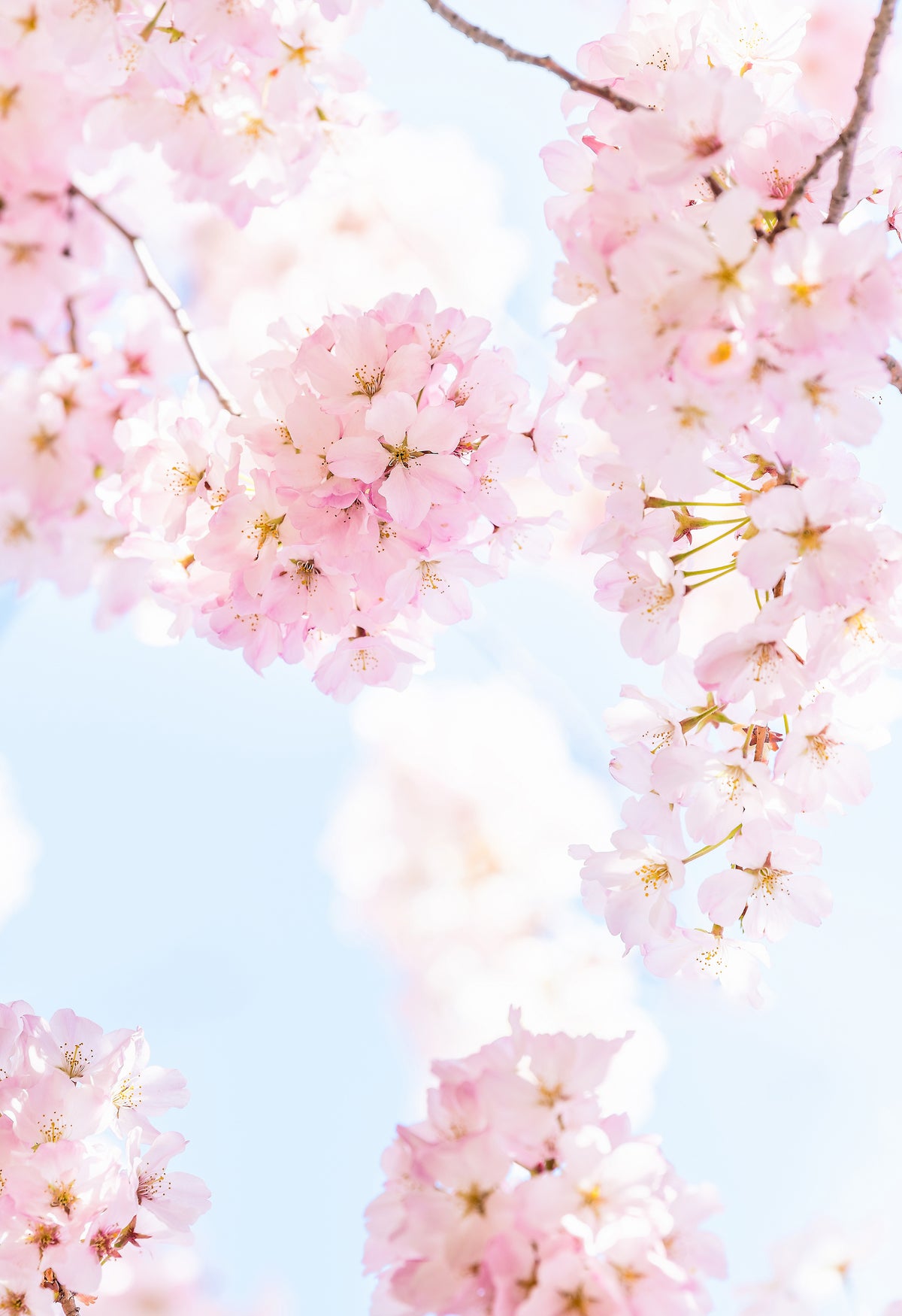 Papier peint panoramique Blossom